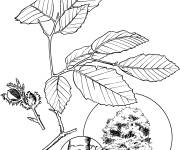 Coloriage Arbre H&ecirc;tre d'Am&eacute;rique