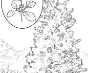 Coloriage Arbre Houx r&eacute;aliste