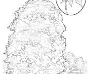 Coloriage Arbre Marronnier gladre de l'Ohio