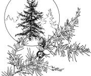 Coloriage Arbre M&eacute;l&egrave;ze laricin d&eacute;taill&eacute;