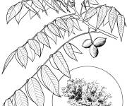 Coloriage Arbre noyer &agrave; beurre r&eacute;aliste