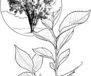 Coloriage Arbre Orme r&eacute;aliste