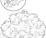 Coloriage Arbre Pacanier