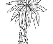 Coloriage Arbre palmier &agrave; t&eacute;l&eacute;charger