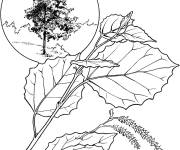 Coloriage Arbre peuplier faux-tremble r&eacute;aliste
