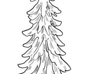 Coloriage Arbre pin &agrave; feuilles persistantes