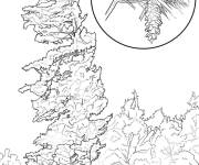 Coloriage Arbre Pin Blanc de l'Est