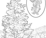 Coloriage Arbre Pin Bristlecone