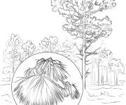 Coloriage Arbre Pin des marais