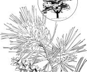 Coloriage Arbre pin du Lord