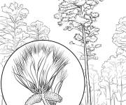 Coloriage Arbre Pin Loblolly gratuit