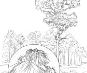 Coloriage Arbre Pin Longleaf r&eacute;aliste