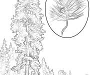 Coloriage Arbre Pin Ponderosa dans la foret