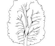 Coloriage Arbre pin r&eacute;aliste pour les petits