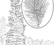 Coloriage Arbre Pinus Monticola r&eacute;aliste