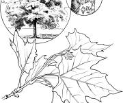 Coloriage Arbre Platane d'Am&eacute;rique