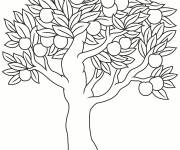 Coloriage Arbre pommier r&eacute;aliste