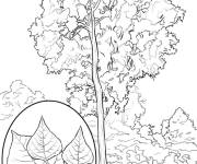 Coloriage Arbre Populus deltoides r&eacute;aliste