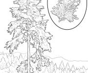 Coloriage Arbre Pruche de l'Ouest