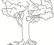 Coloriage Arbre r&eacute;aliste avec ses racines