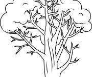 Coloriage Arbre r&eacute;aliste facile