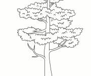 Coloriage Arbre r&eacute;aliste pin