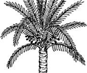 Coloriage Arbre Sagoutier