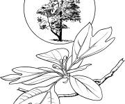 Coloriage Arbre Sassafras r&eacute;aliste