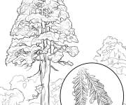 Coloriage Arbre S&eacute;quoia sempervirent