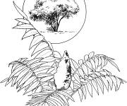 Coloriage Arbre Sumac vinaigrier r&eacute;aliste