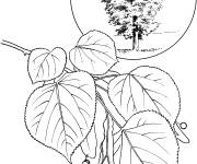 Coloriage Arbre Tilleul d'Am&eacute;rique r&eacute;aliste