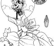 Coloriage Arbre Tulipier
