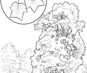 Coloriage Arbre Tulipier avec ses fruits