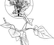 Coloriage Arbre Virginie r&eacute;aliste