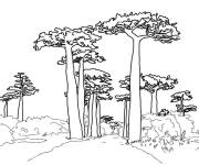 Coloriage Arbres baobabs