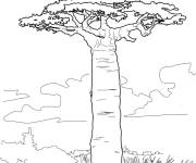 Coloriage Baobab de Grandidier r&eacute;aliste