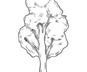 Coloriage et dessins gratuit Beau arbre pin à imprimer