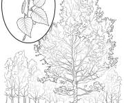 Coloriage Bouleau Blanc Am&eacute;ricain stylis&eacute;