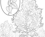Coloriage Bouleau Blanc dans la foret