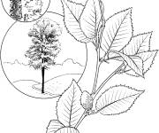 Coloriage et dessins gratuit Bouleau jaune r&eacute;aliste à imprimer