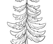Coloriage Contour d'arbre &agrave; feuilles persistantes