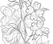 Coloriage Cornouiller avec ses fleurs