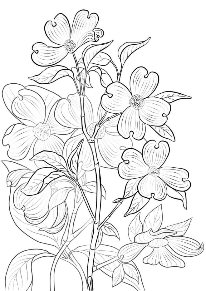 Coloriage et dessins gratuits Cornouiller avec ses fleurs à imprimer
