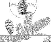 Coloriage &Eacute;pinette blanche r&eacute;aliste