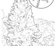 Coloriage &Eacute;pinette Bleue avec mod&egrave;le de fruits