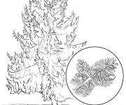 Coloriage &Eacute;pinette de Sitka