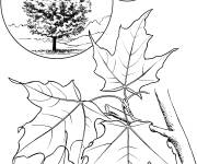Coloriage &Eacute;rable &agrave; sucre r&eacute;aliste