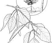 Coloriage et dessins gratuit Feuilles de l'arbre bouleau blanc à imprimer