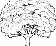 Coloriage Grand ch&ecirc;ne vivant de l'Ouest imprimable