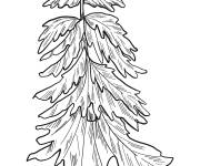 Coloriage Image d'arbre &agrave; feuilles persistantes